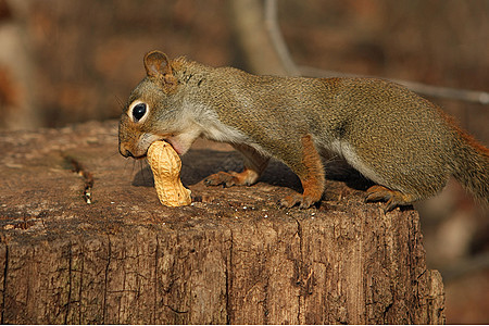 红松鼠头发尾巴耳朵冒充食物核桃松鼠动物公园哺乳动物图片