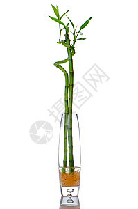 玻璃罐加竹子叶子白色杯子绿色植物玻璃蝴蝶生活黄色工作室图片