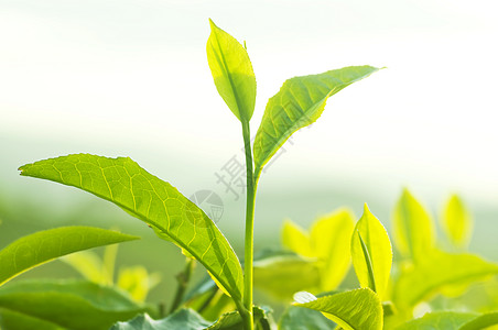 茶叶叶天气草本植物花园天空农场高地农村生活生长财产图片