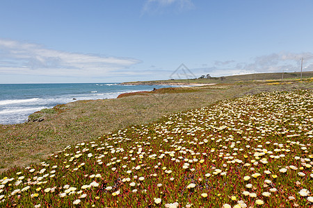 冰厂植物学侵入性生态绿色花园海滩叶子公园海岸黄色图片