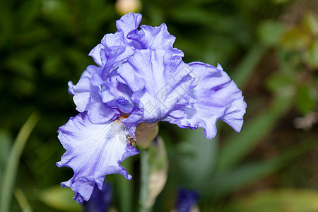 伊瑞斯花园美丽花粉花瓣植物植物学季节植物群绿色叶子图片