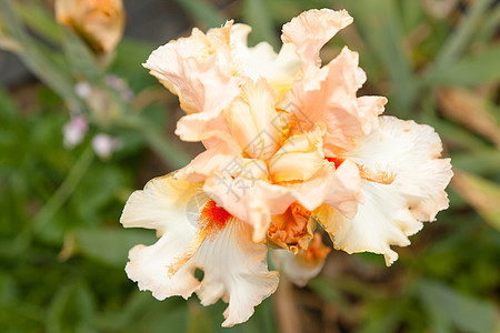 伊瑞斯花瓣植物群绿色花园鸢尾花叶子季节美丽植物学花粉图片