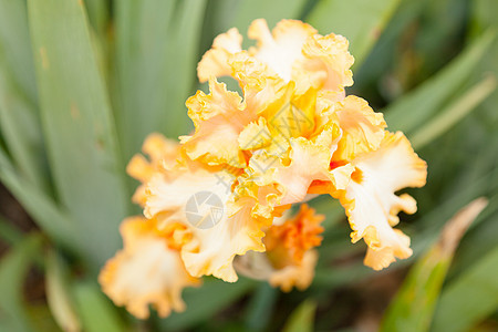 伊瑞斯植物群植物学美丽季节花园叶子绿色植物花瓣鸢尾花图片