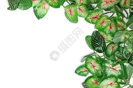 树叶边框装饰品绿色框架植物问候语角落笔记白色花园分支机构图片