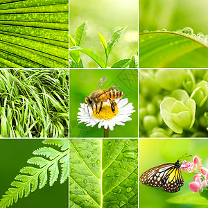 春天宏观植物雨滴臭虫季节框架生态花园蝴蝶活力图片