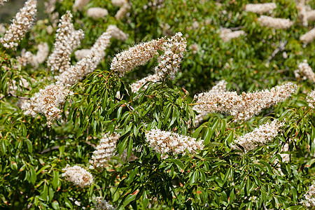 加利福尼亚巴克眼动物群绿色叶子公园森林植物群白色衬套灌木植物图片
