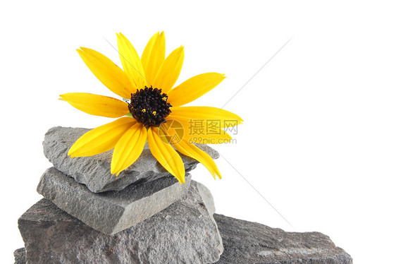 石头头脑生态小路植物学工作命令黄色平衡植物矿物图片