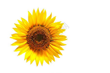 向日葵黄色花园农业问候语白色宏观晴天太阳花瓣卡片图片
