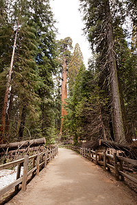 格兰特格罗夫将军树木旅游吸引力山脉假期公园树叶森林红木红杉图片
