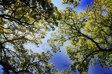 绿树树木橡木树干样性国家森林叶子树桩荒地天空图片