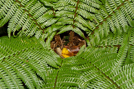 费尔恩斯 Ferns绿色植物群树叶植物叶状体图片