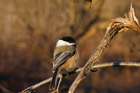 黑头黑脸的奇卡迪波西尔食物观鸟山雀动物鸟类黑帽公园翅膀生活野生动物图片