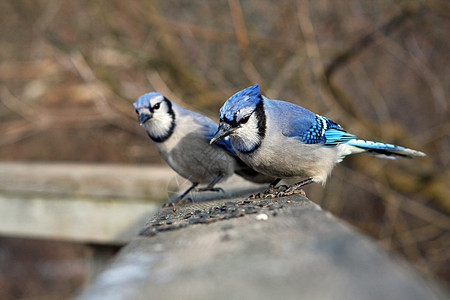 蓝杰波峰荒野动物眼睛栖息野生动物树木林地鸟类蓝色图片