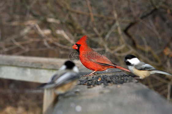 红衣主教雄性天空红色云杉雏鸟野生动物动物动物群后院女性观鸟者图片