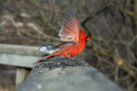 红衣主教雄性观鸟者女性种子荒野野生动物后院翅膀天空动物群羽毛图片