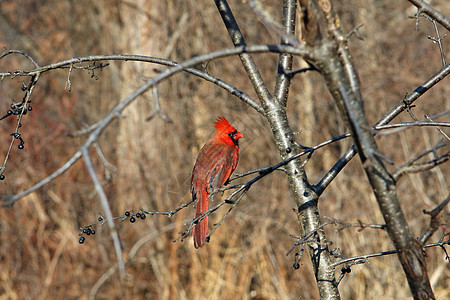 红衣主教雄性动物群后院歌曲男性动物天空翅膀野生动物观鸟者雏鸟图片