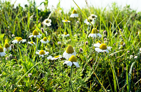 甘菊植物花朵绿色花园洋甘菊雏菊黄色草本草地白色图片