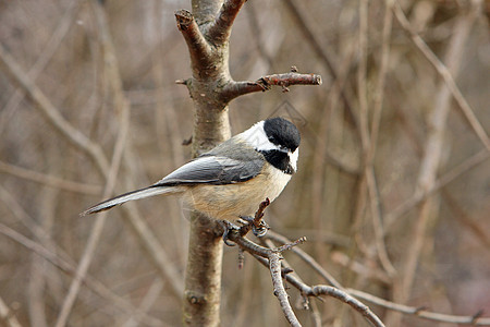 黑头黑脸的奇卡迪波西尔黑帽野生动物翅膀羽毛山雀种子公园生活树木鸟类图片