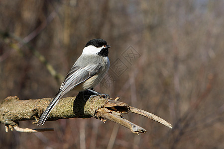 黑头黑脸的奇卡迪波西尔食物野生动物鸟类羽毛种子翅膀树木动物观鸟荒野图片