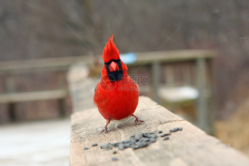 红衣主教雄性羽毛动物群后院动物荒野种子红色翅膀鸟类女性图片