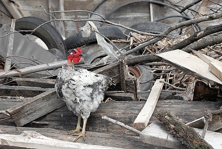 在农场院子垃圾堆中间的母鸡图片