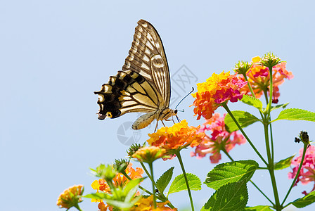 飞翔和食用鲜花的多彩燕尾蝴蝶蓝色航班鳞翅目动物荒野老虎生物学场地翅膀宏观图片