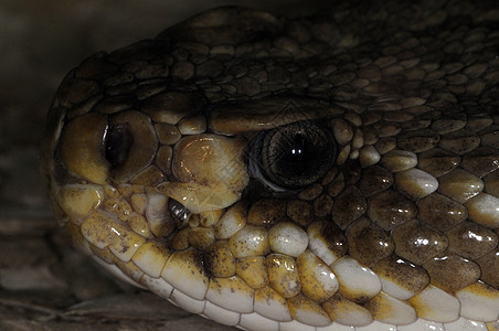 蛇蛇-8图片