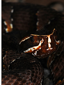 蛇蛇-6图片