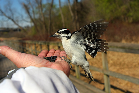 密苏里州野生动物啄木鸟高清图片