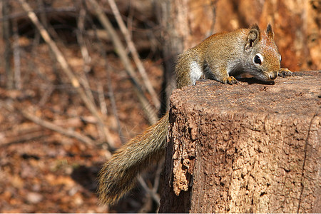 红松鼠木头核桃尾巴荒野坚果狐狸动物耳朵野生动物微笑图片