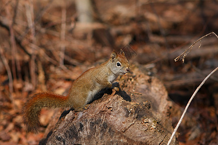 红松鼠森林食物野生动物动物核桃尾巴头发冒充眼睛微笑图片