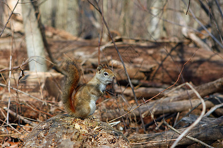 红松鼠食物栗鼠眼睛公园森林耳朵松鼠哺乳动物狐狸荒野图片