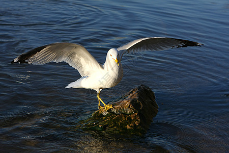 拉鲁斯三角形环状胶卷眼睛海岸跨度飞行海鸟支撑海鸥海滩野生动物蓝色图片