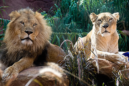 狮子和母狮猎人食肉捕食者国王毛皮眼睛哺乳动物说谎头发猫科图片