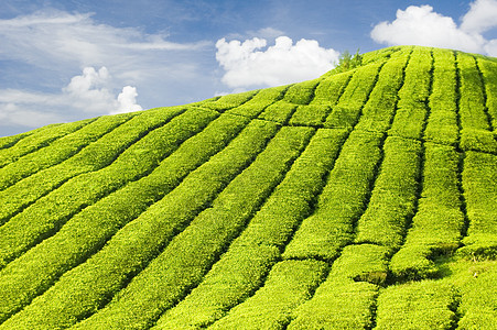 茶叶种植园草地财产植物群爬坡场景蓝色天空叶子场地高地图片