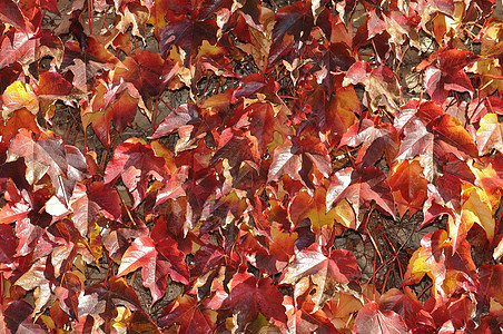 许多秋叶背景图片