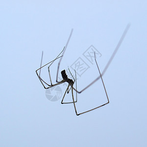 蜘蛛网络宏观动物昆虫背景图片