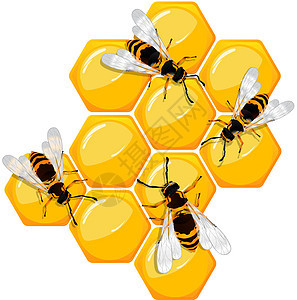 蜂窝上的蜜蜂橙子六边形反射蜂蜜食物药品细胞插图昆虫金子图片