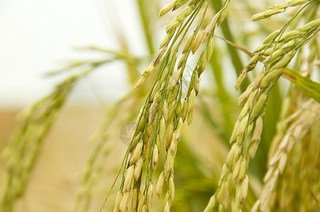 稻田大米农村收成植物粮食叶子生长种植园栽培场地培育图片