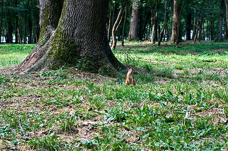 红松鼠狐狸野生动物荒野松鼠森林毛皮坚果墙纸公园尾巴图片