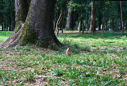 红松鼠动物森林眼睛生物野生动物公园头发哺乳动物坚果松鼠图片