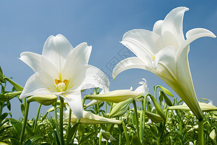 白百里蓝色植物草地天空太阳农场百合农村场地美丽图片