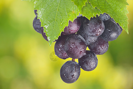 新鲜葡萄和绿叶叶子季节植物紫色食物花园葡萄园饮食浆果水果图片