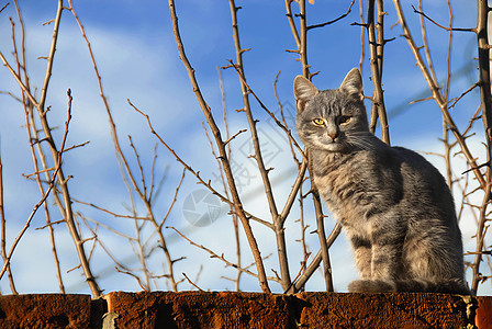 猫坐在墙上图片