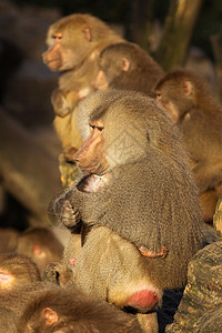 养幼猴子的雄背景图片