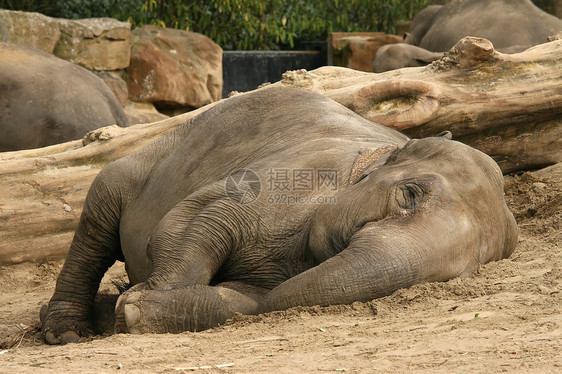 大象躺在沙沙中看着你图片
