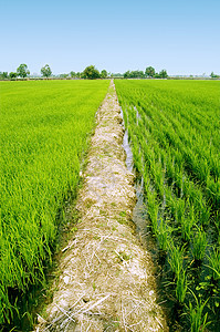 绿稻田的路径图片
