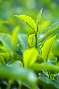 茶叶请假蔬菜植物种植园季节生长食物农场场地草本植物叶子图片