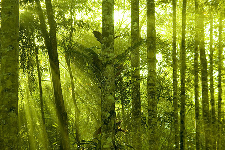 热带热带茂密森林叶子环境木头日光神话植物群农村光束生长丛林图片