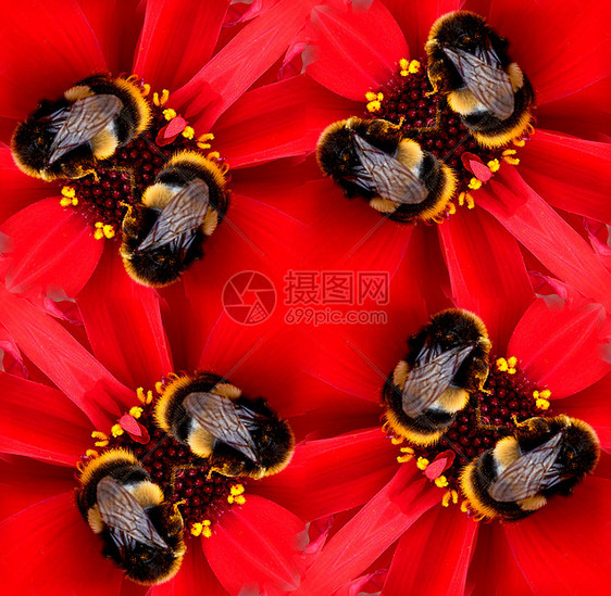 鲜花蜜蜂无缝模式植物植被翅膀野生动物植物群园艺红色熊蜂花园叶子图片
